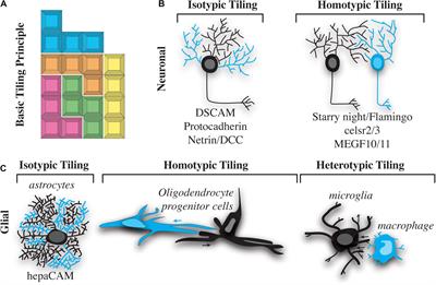 Tetris in the Nervous System: What Principles of Neuronal Tiling Can Tell Us About How Glia Play the Game